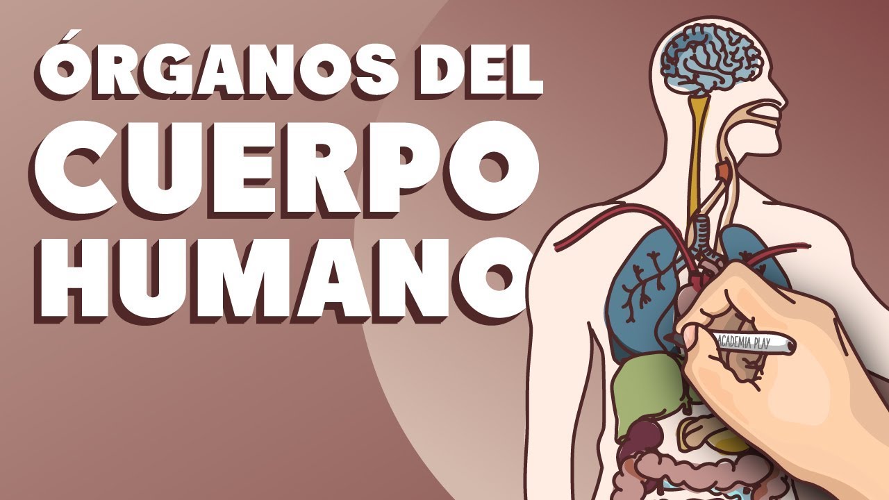 cualquier parte del cuerpo que cumple una función