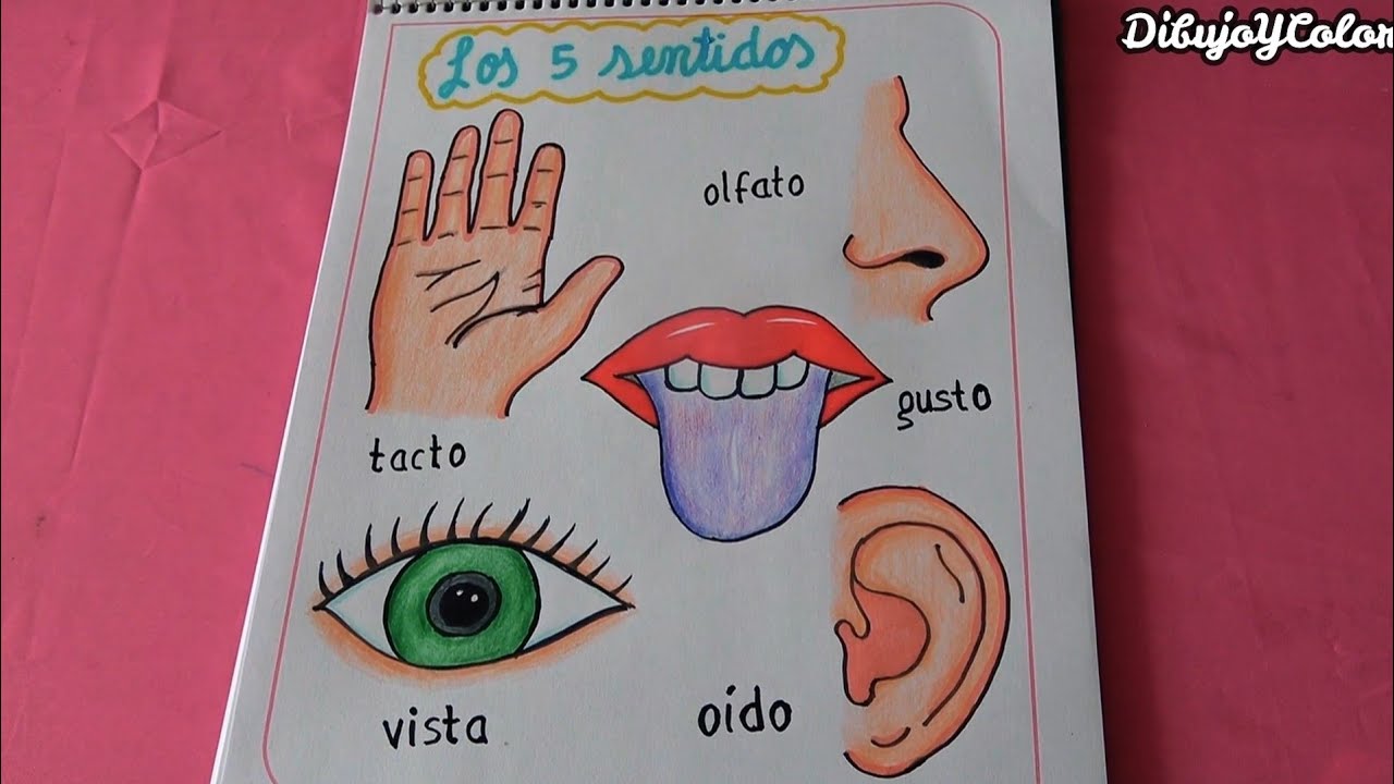 los cinco sentidos del cuerpo humano para colorear