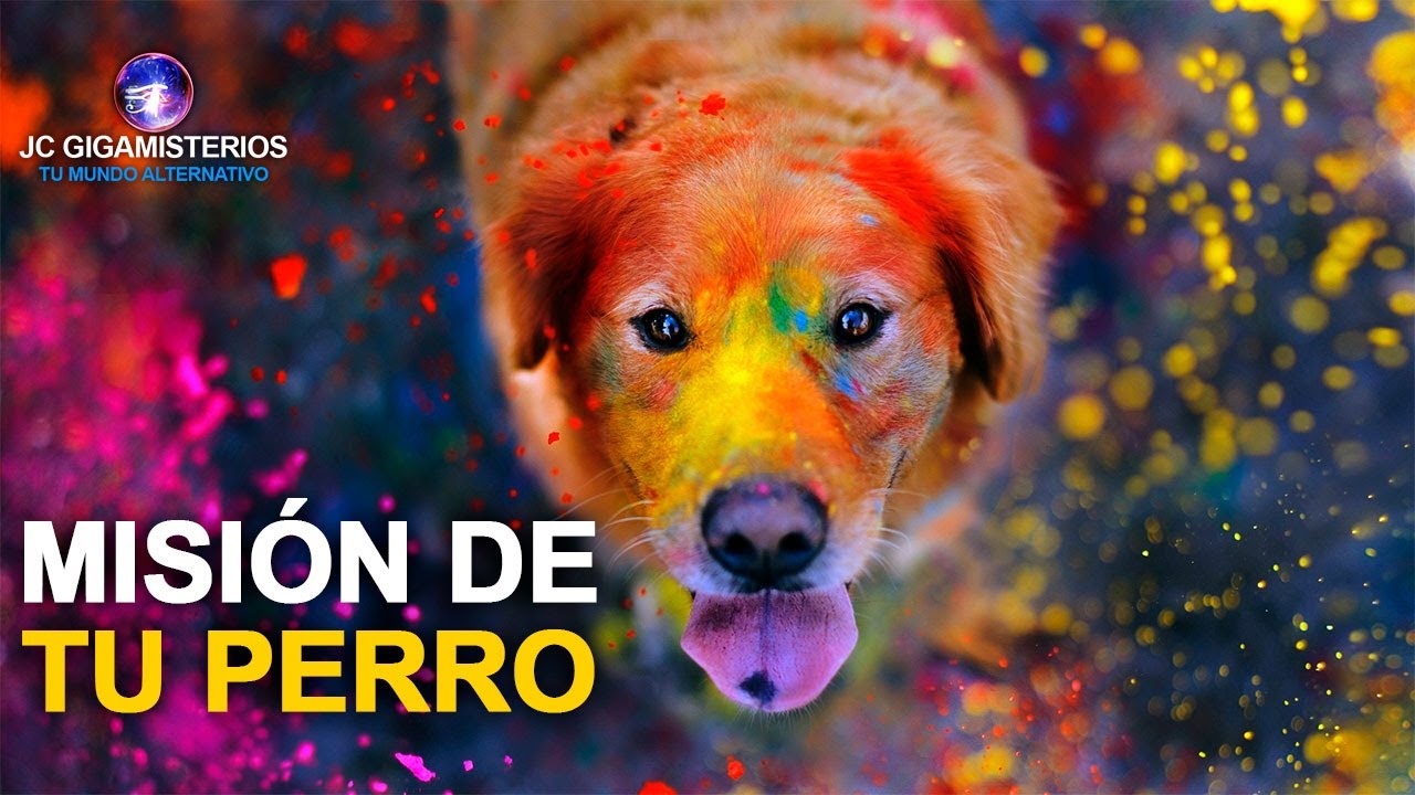 mision de los perros y gatos en la tierra