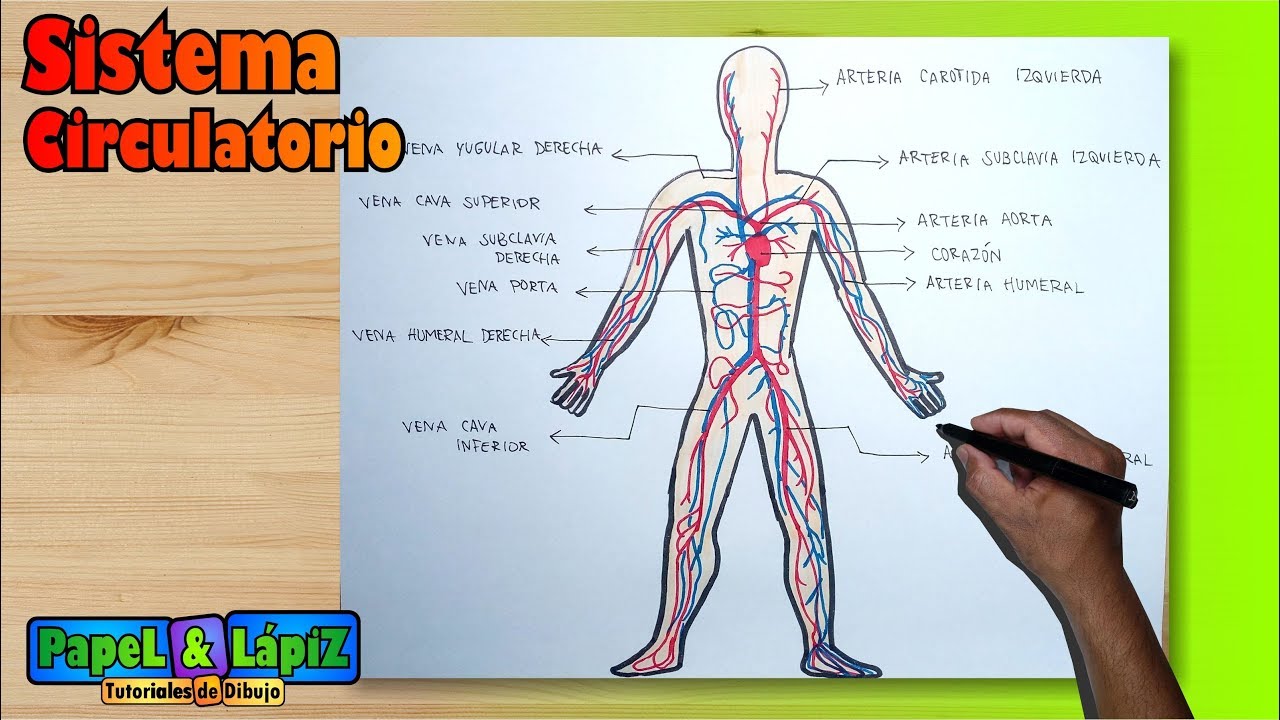 aparatos y sistemas del cuerpo humano para colorear