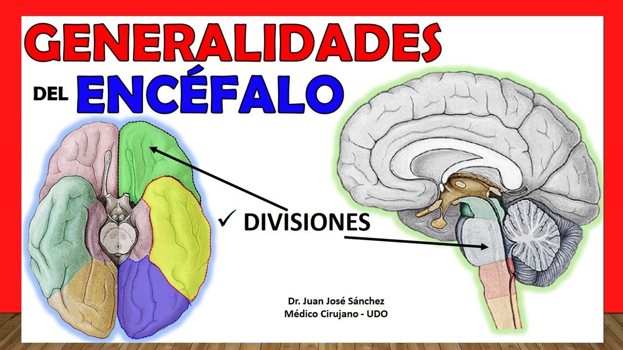 caja ósea en que está contenido el encéfalo