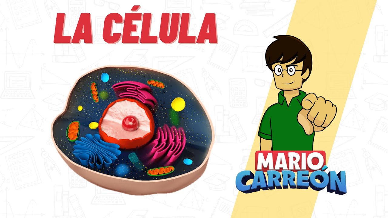 celula animal libro de biologia 1 de secundaria