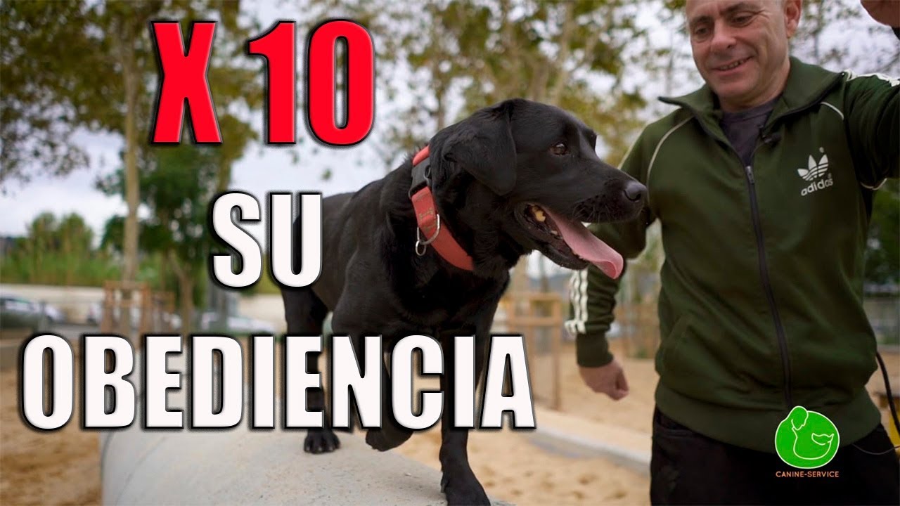 como entender la mente de un perro y que obedezca