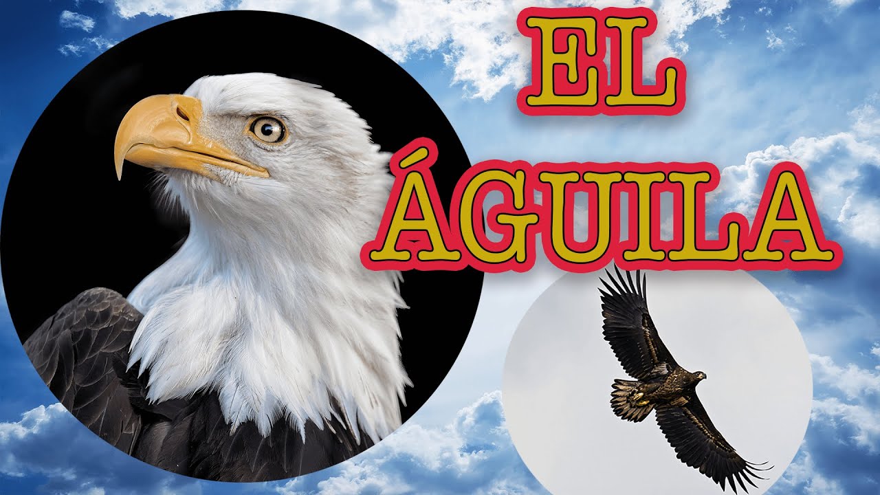 como se llaman los bebes de las aguilas