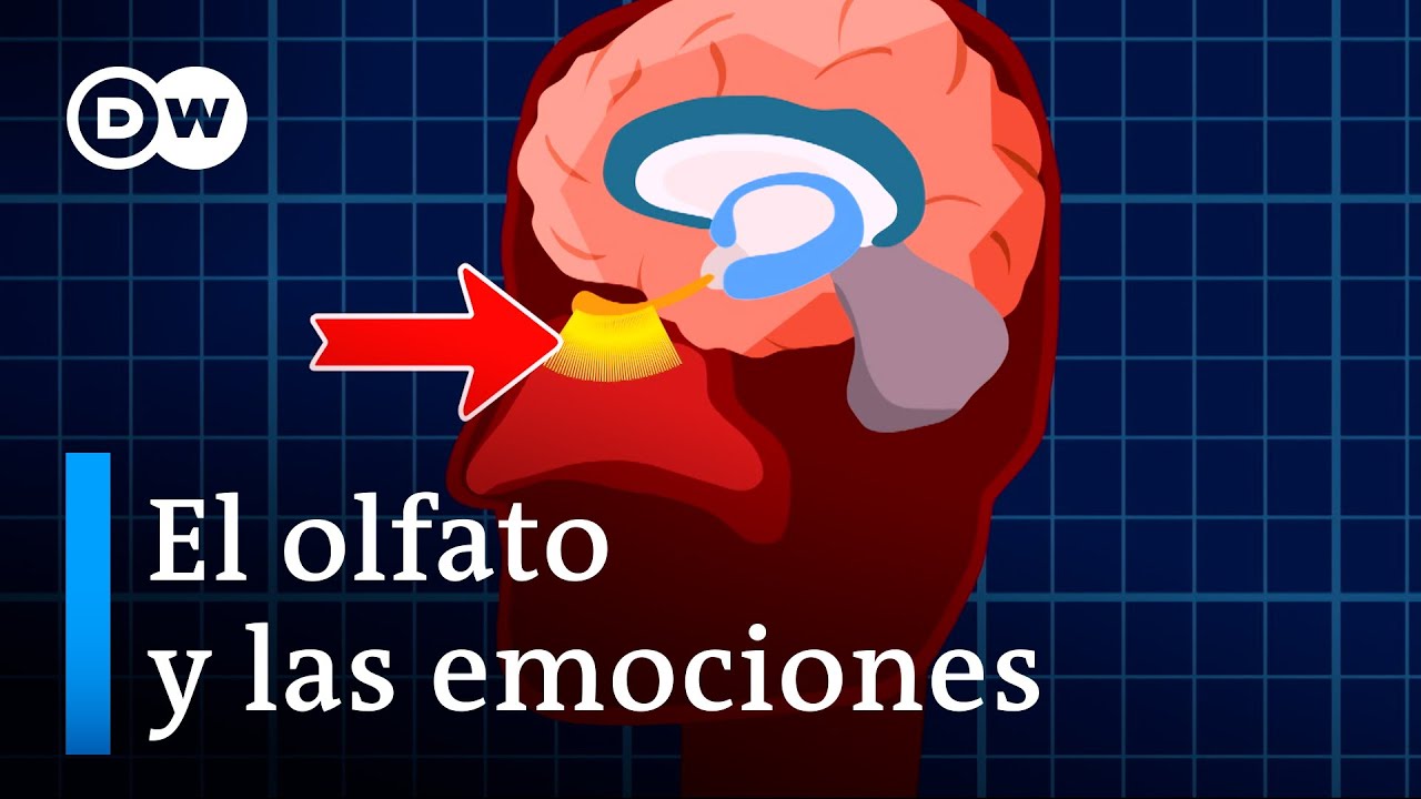 cómo se relaciona el sentido del olfato con las emociones