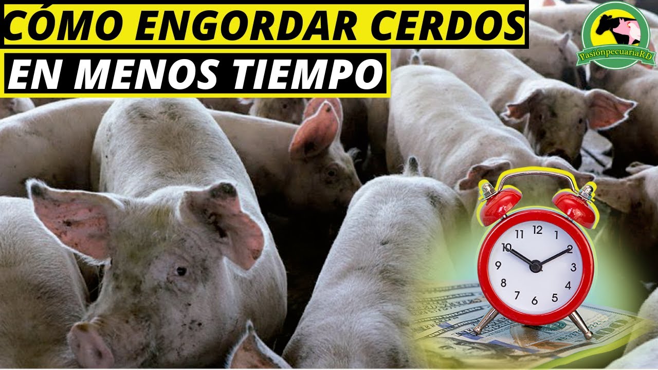 cuanto tarda un cerdo en pesar 100 kg