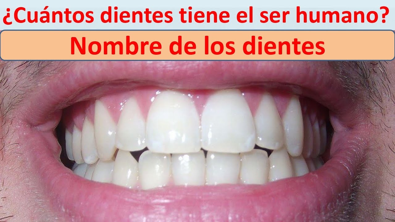cuántos dientes tiene la boca del ser humano