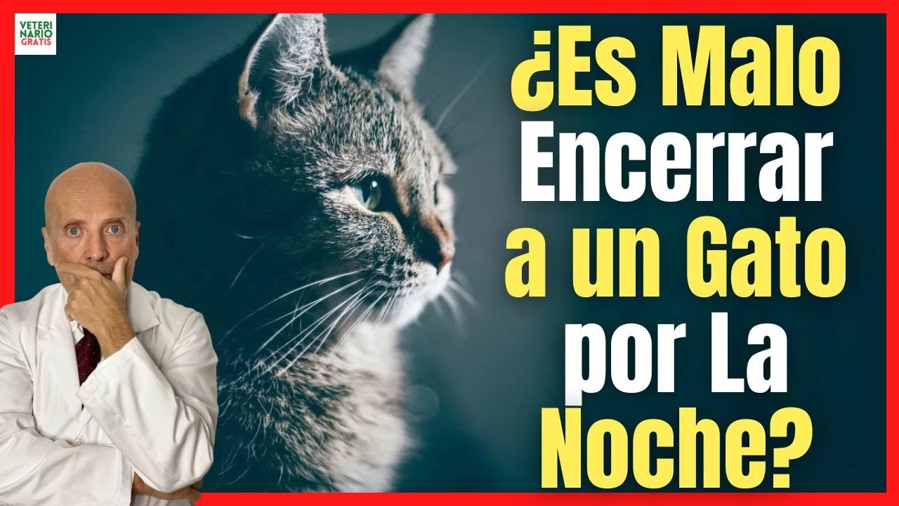 es malo encerrar a un gato por la noche