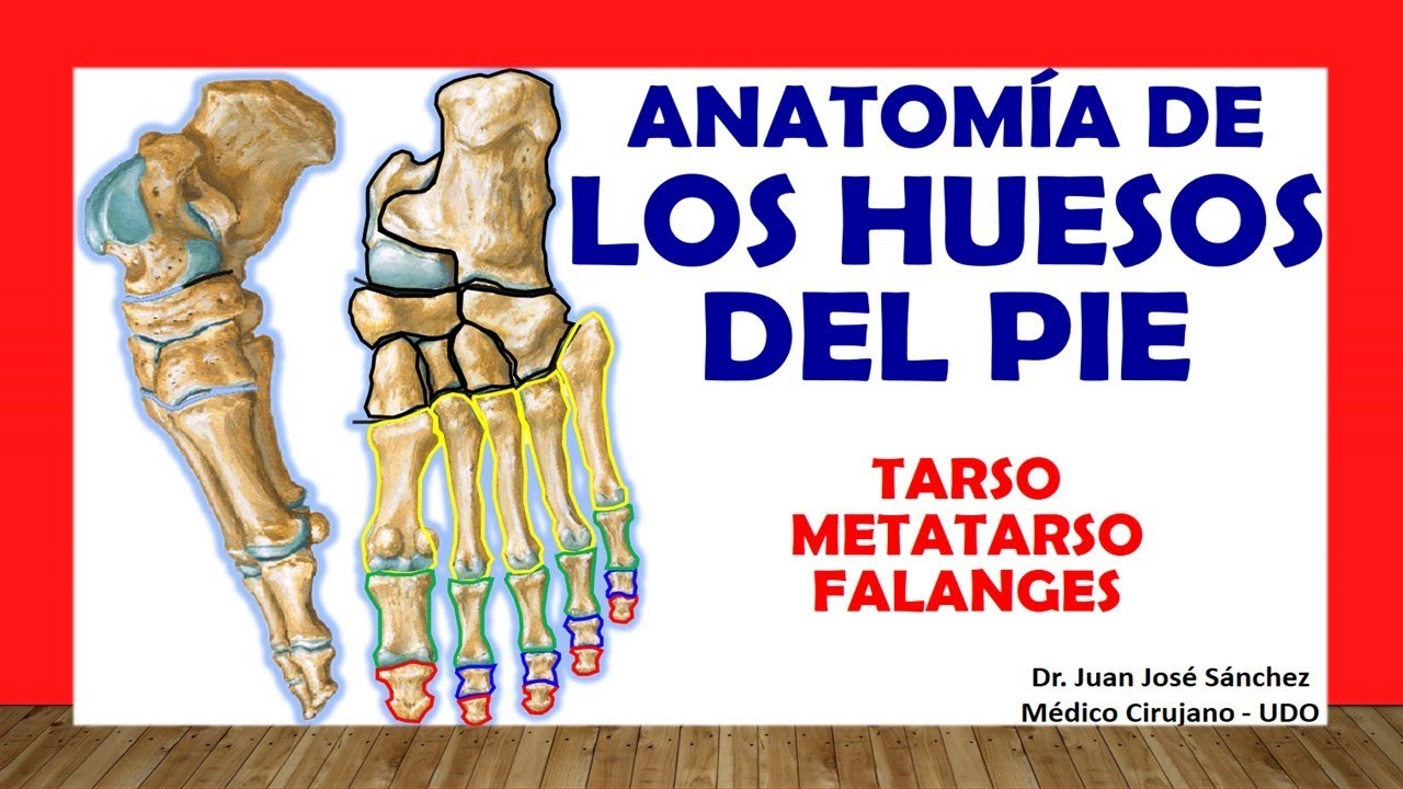 hueso situado en la parte exterior y superior del tarso