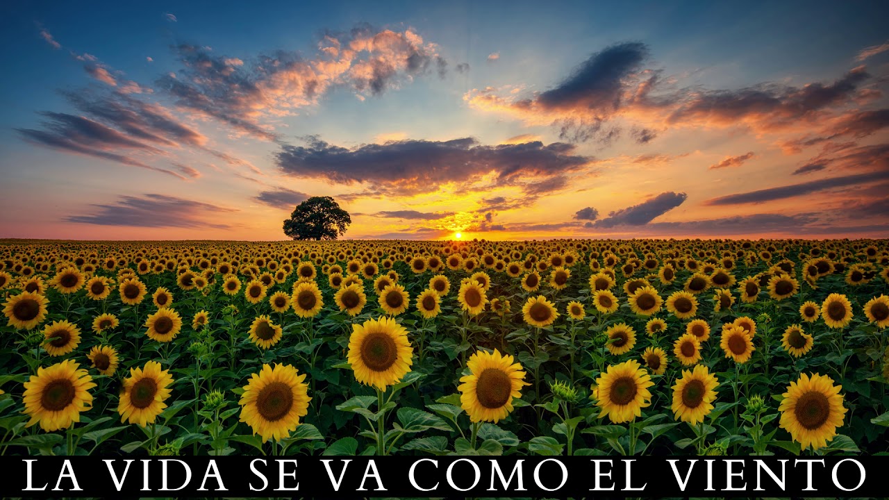 la vida se va como el viento letra
