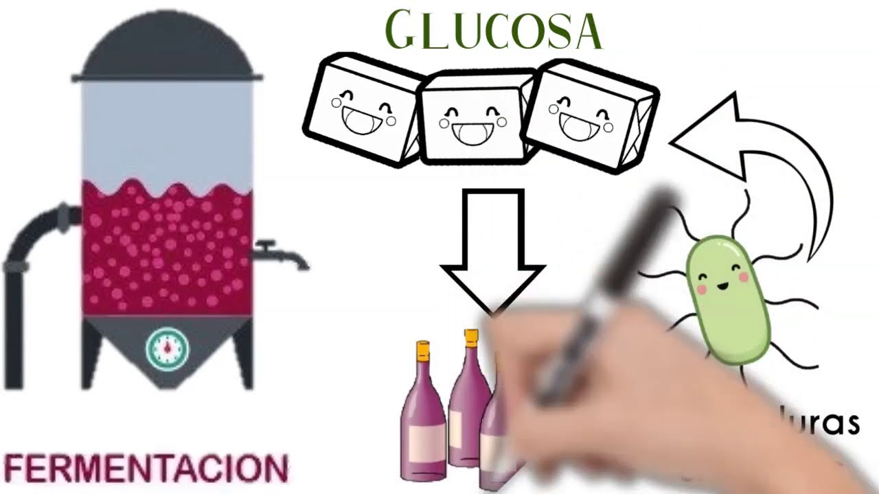 liquido agrio producido por la fermentacion del vino
