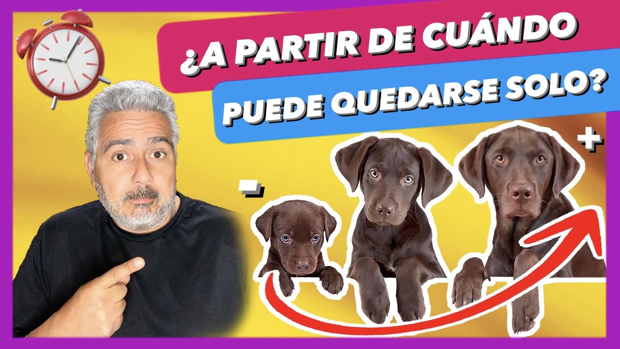 me da pena dejar a mi perro solo