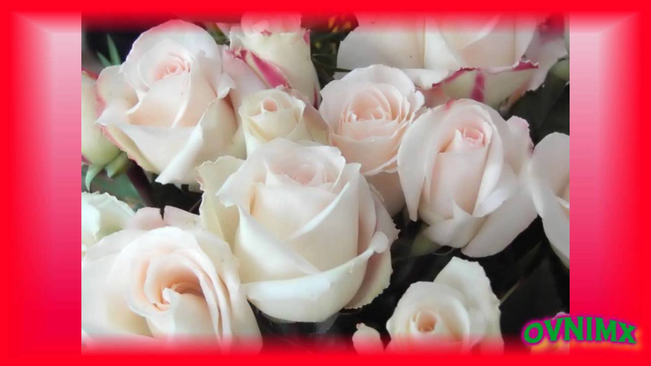 no hay rosas sin espinas ni amor sin dolor