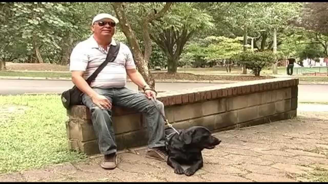 persona o animal que acompaña a un ciego