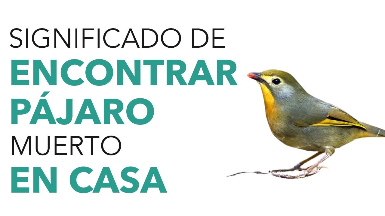 que significa que aparezca un pajaro muerto en tu casa