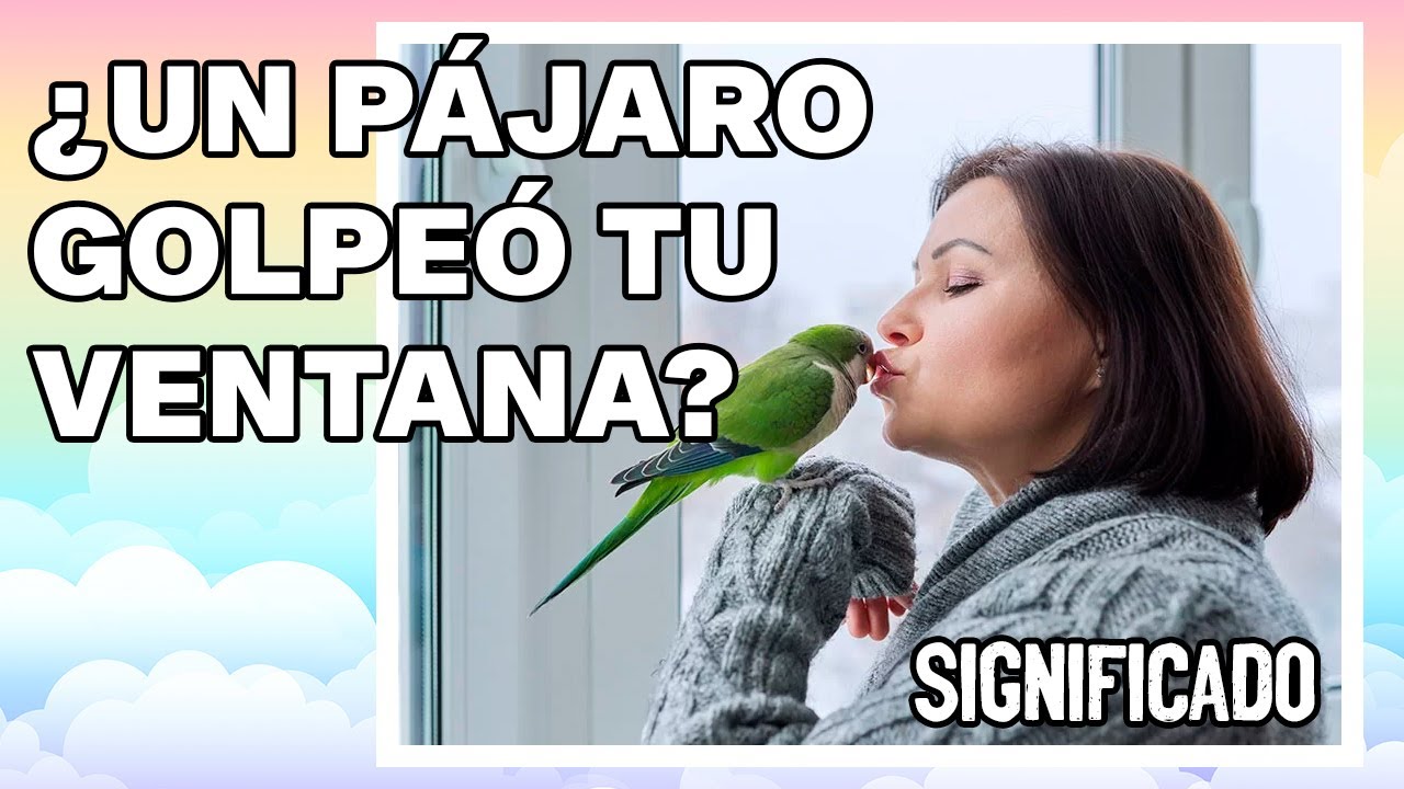 que significa que los pajaros choquen en la ventana