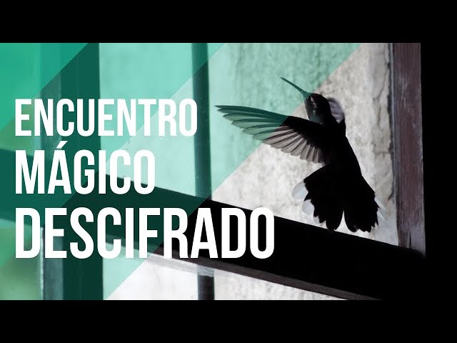 que significa ver un colibrí en tu ventana
