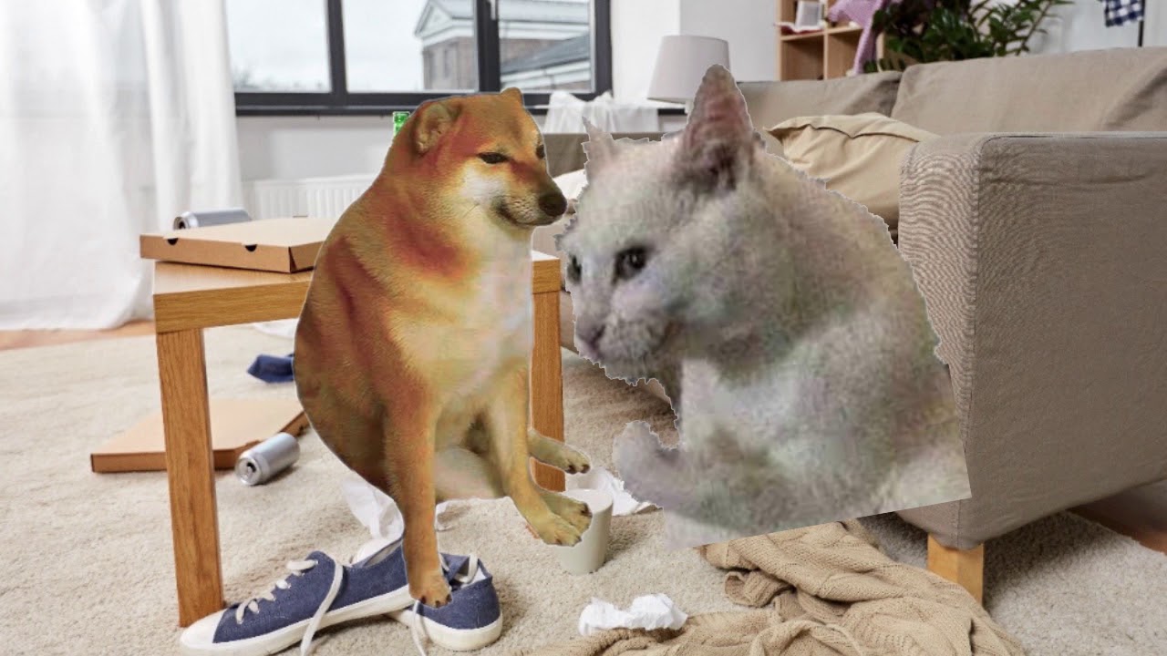 si hay trato pueden ser amigos perro y gato