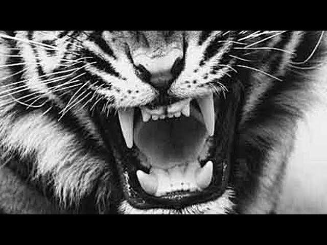 tatuajes de tigres en el brazo para hombres