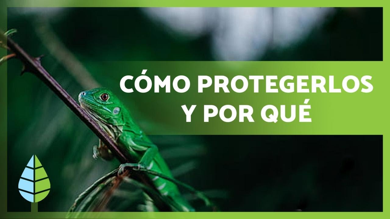 citas textuales sobre los animales en peligro de extincion