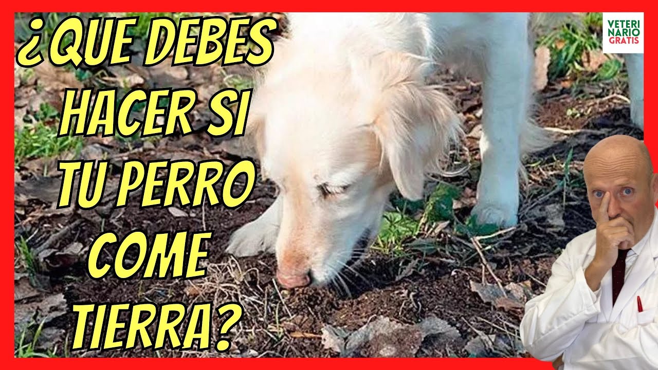 como hacer que mi perro deje de comer tierra