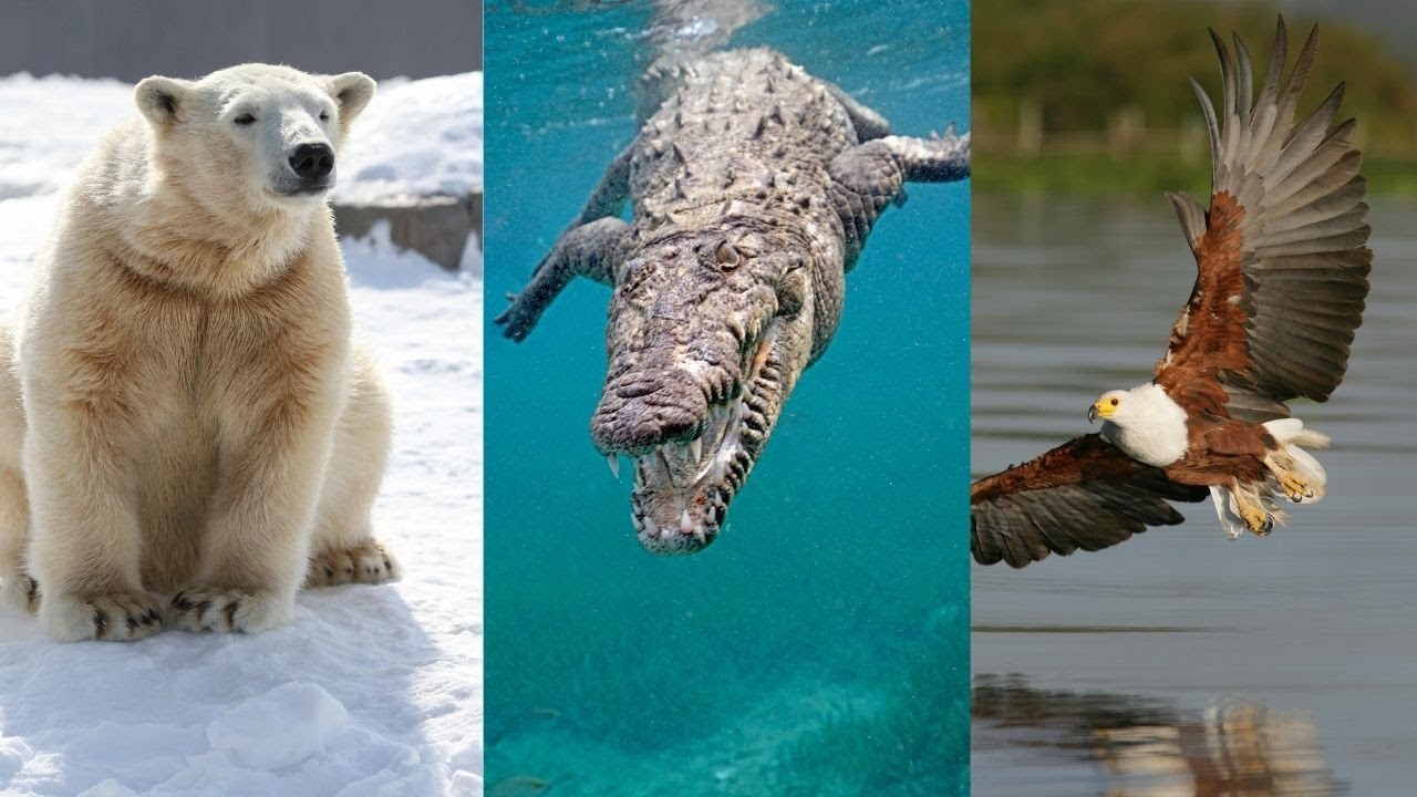 como podrias distinguir un animal terrestre de uno acuatico