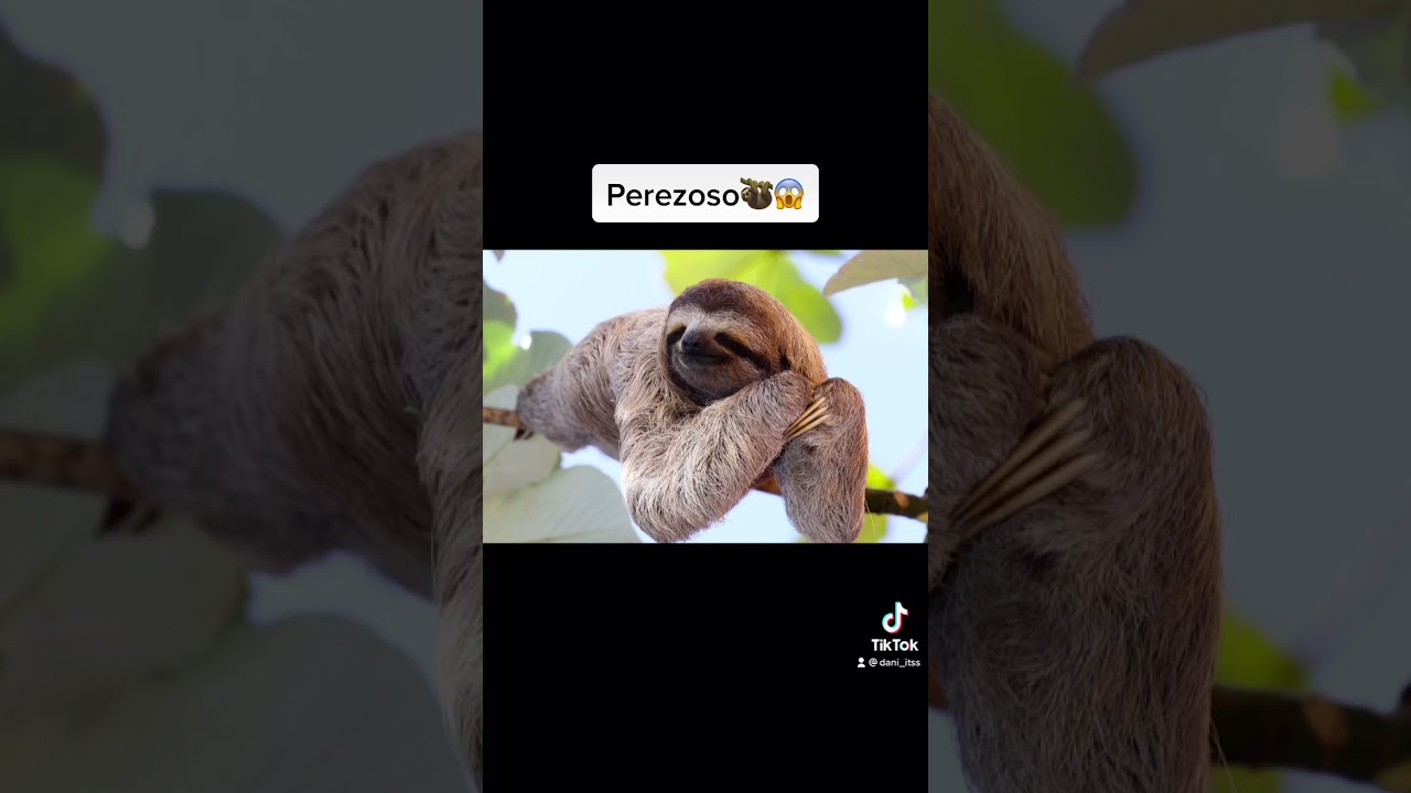 como se llama el miedo a los animales