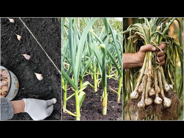 cuanto tiempo tarda en crecer una planta de ajo