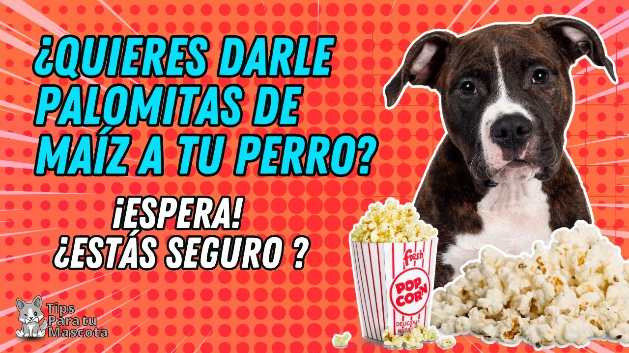 las palomitas de maiz son malas para los perros