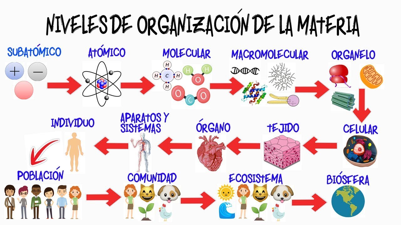 mapa mental de la organización de la materia