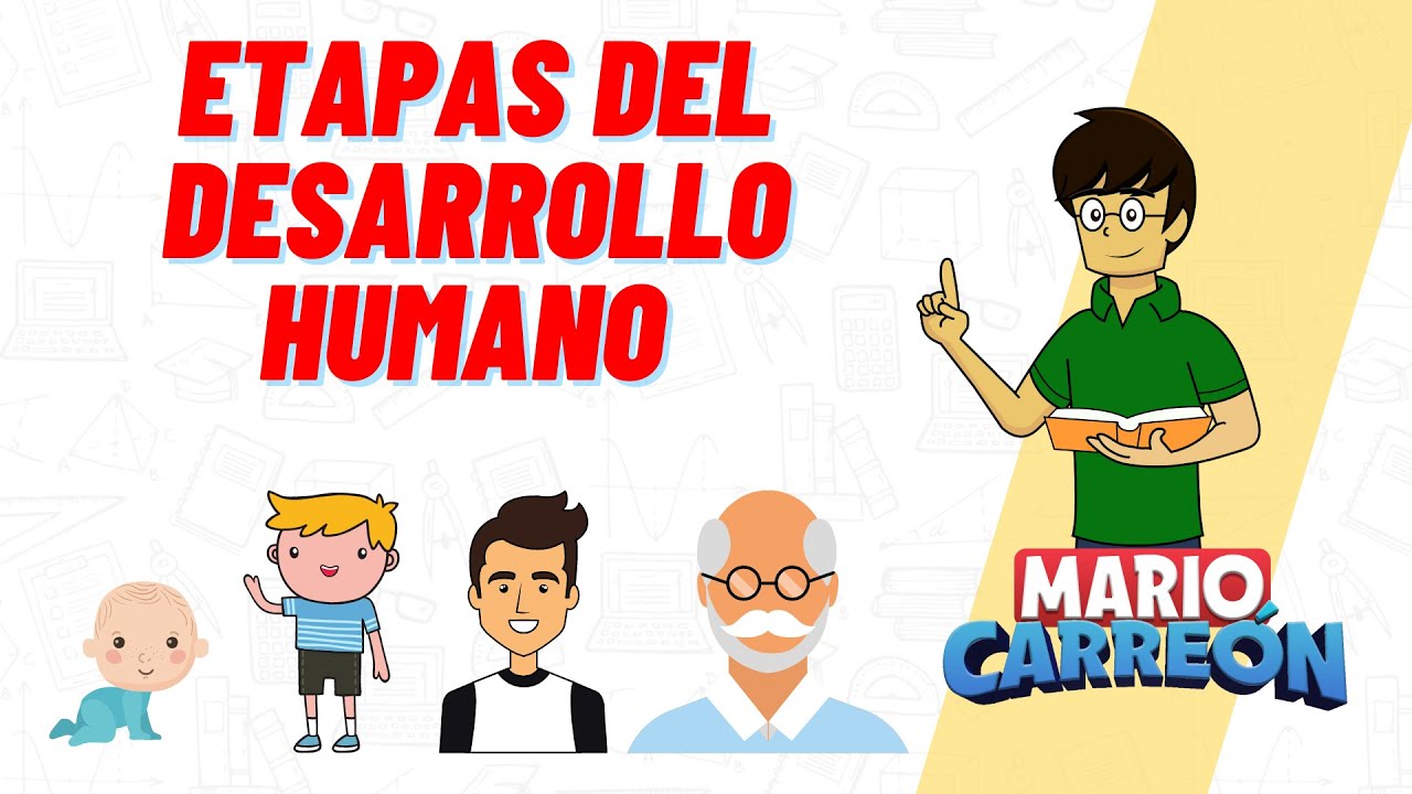 mapa mental sobre las etapas del desarrollo humano