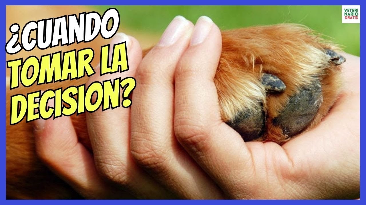 mate a un perro y me siento mal