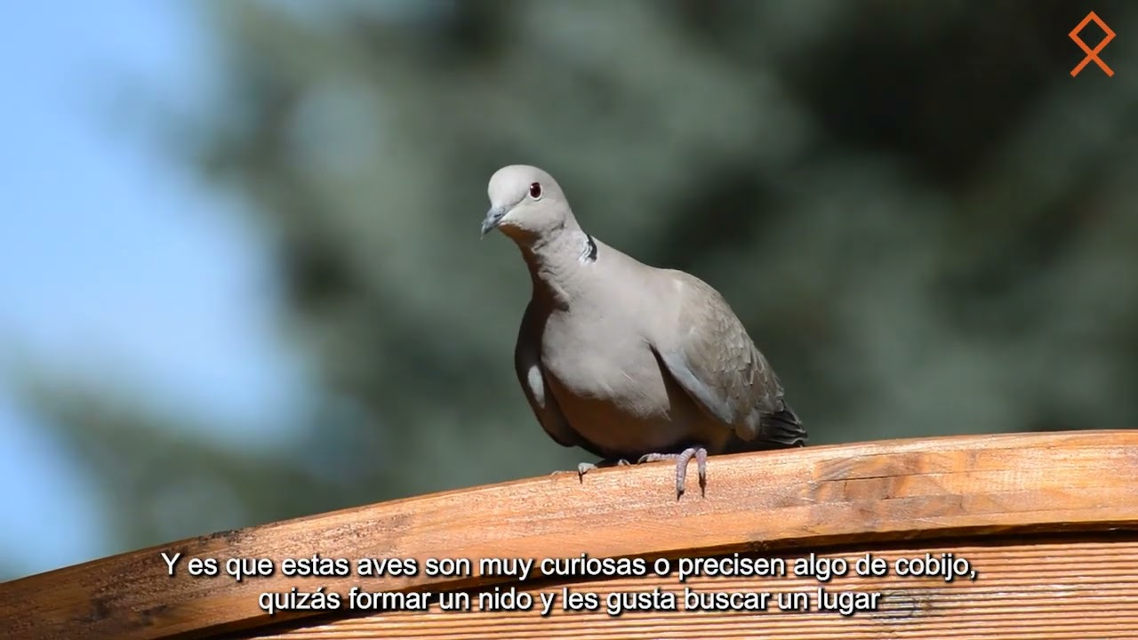 que significa una paloma blanca en mi casa