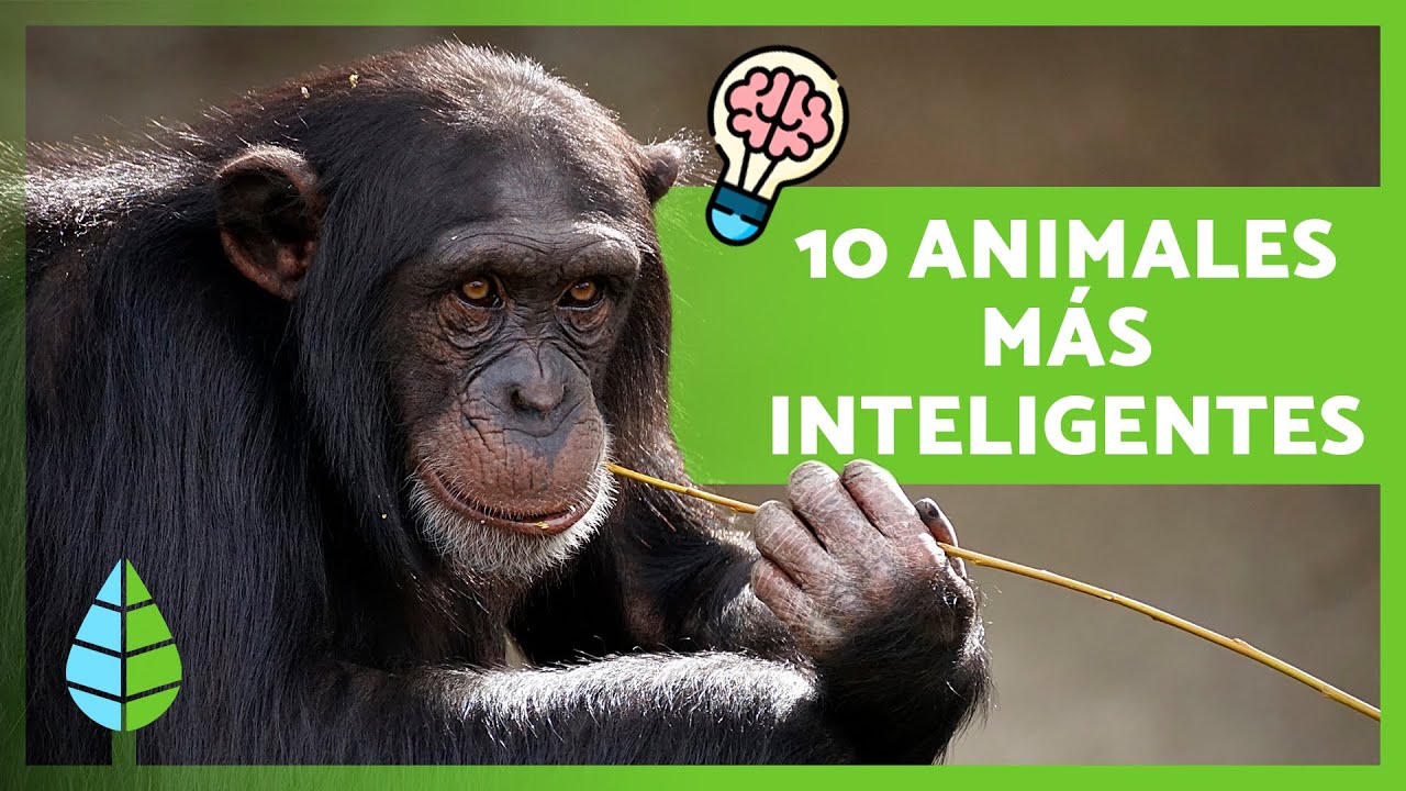cual es el animal menos inteligente del mundo