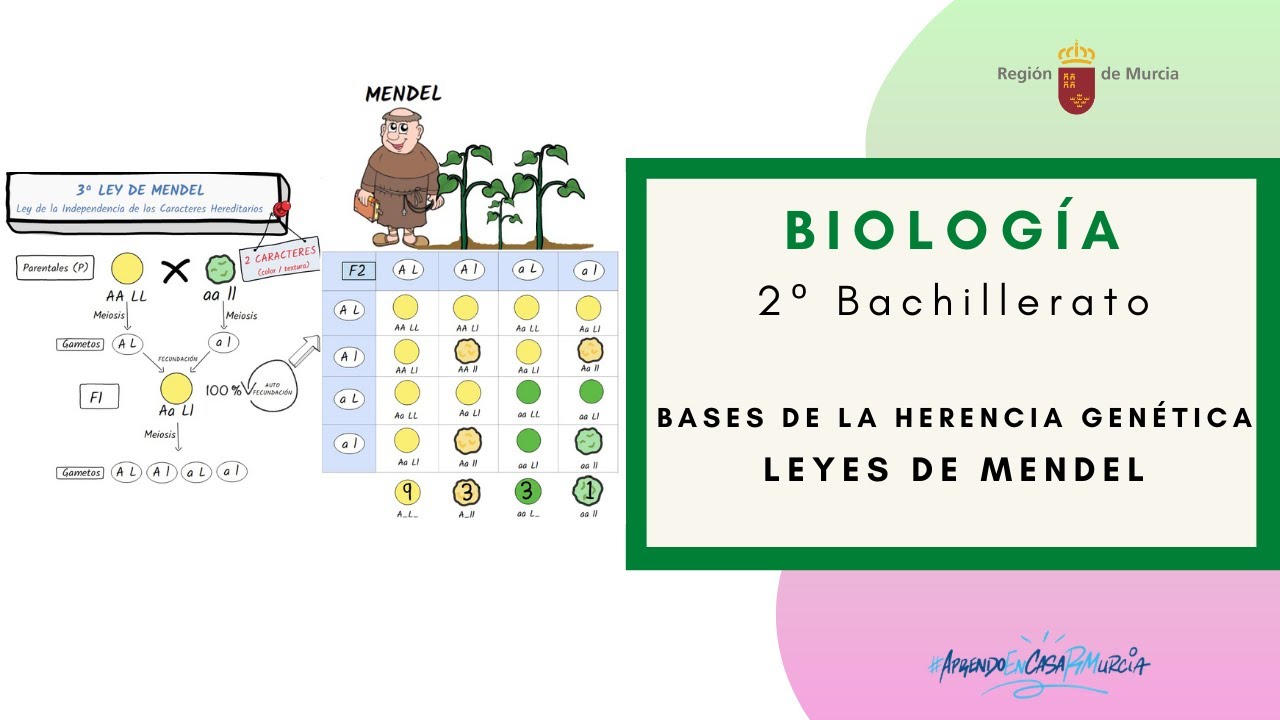 gregor mendel estudio las bases de la herencia