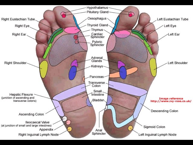 los organos del cuerpo humano en los pies