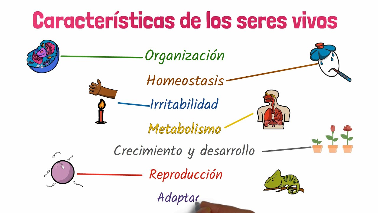 mapa conceptual sobre las caracteristicas de los seres vivos