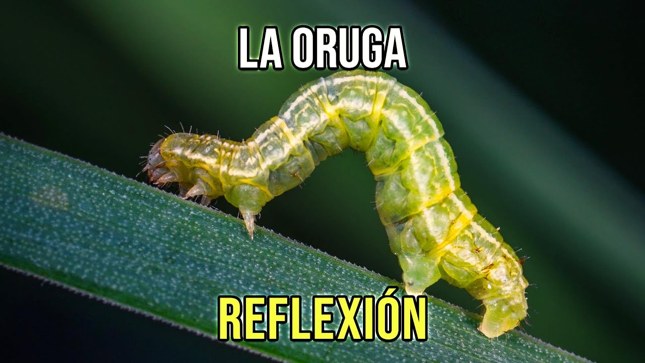 metafora de la oruga que se convierte en mariposa