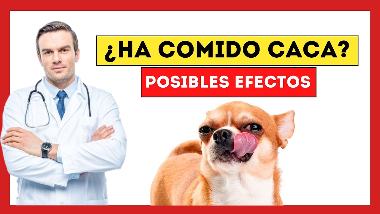 mi cachorro se come la caca del gato