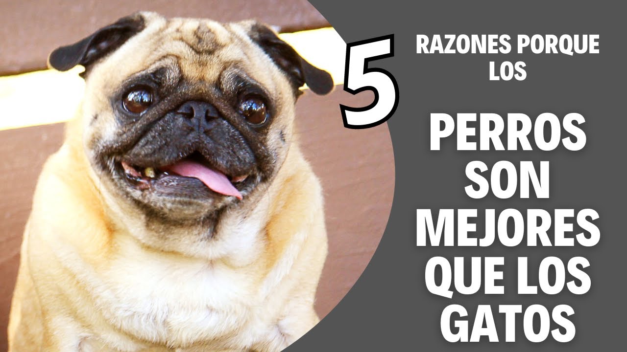 porque los perros son mejores que los gatos