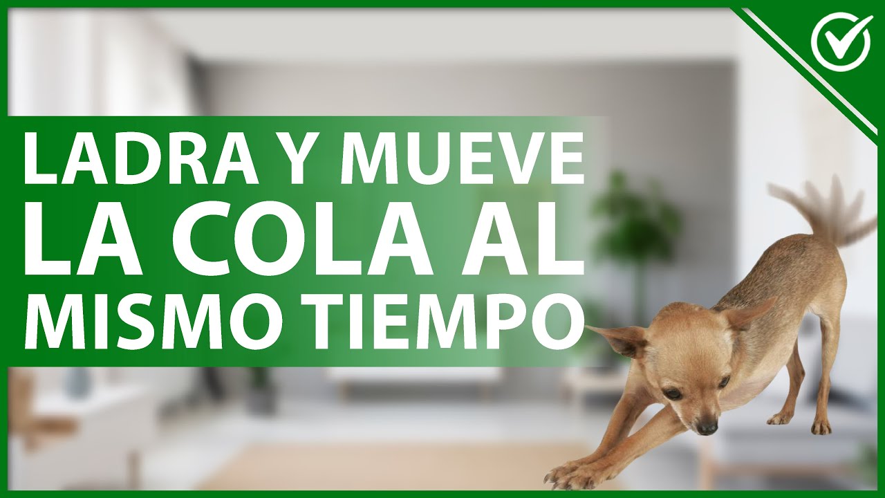 porque mi perro me ladra y mueve la cola