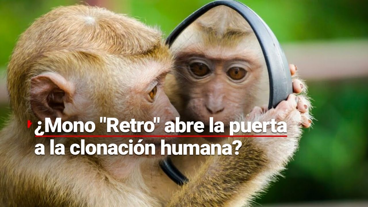 situacion actual en mexico sobre la clonacion humana